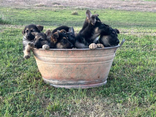 Working Line / Service / Family German Shepherd Puppies media 18
