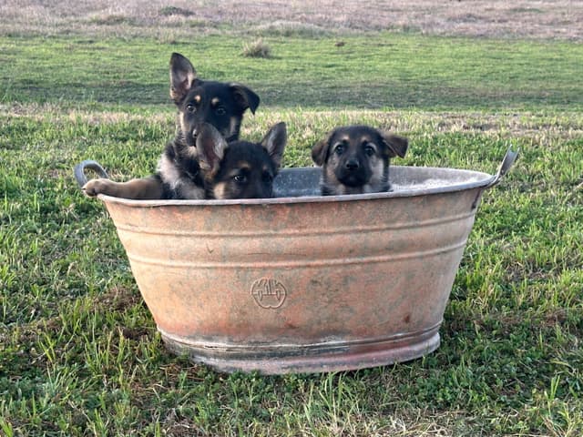 Working Line / Service / Family German Shepherd Puppies media 19