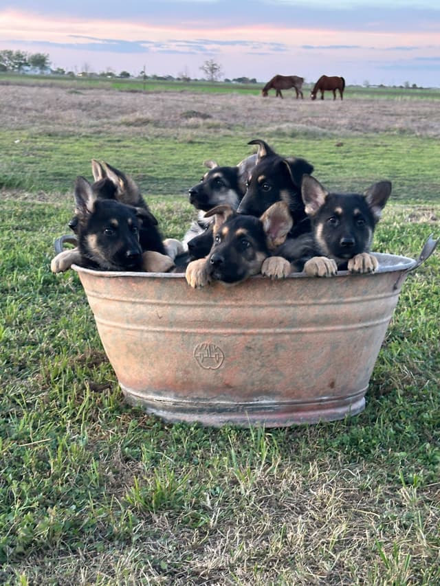 Working Line / Service / Family German Shepherd Puppies media 20