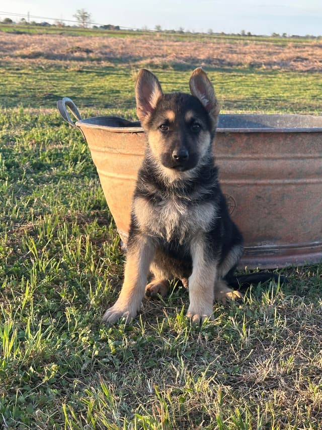 Working Line / Service / Family German Shepherd Puppies media 21