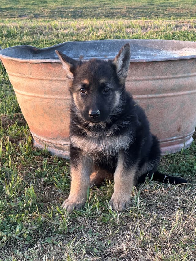 Working Line / Service / Family German Shepherd Puppies media 22