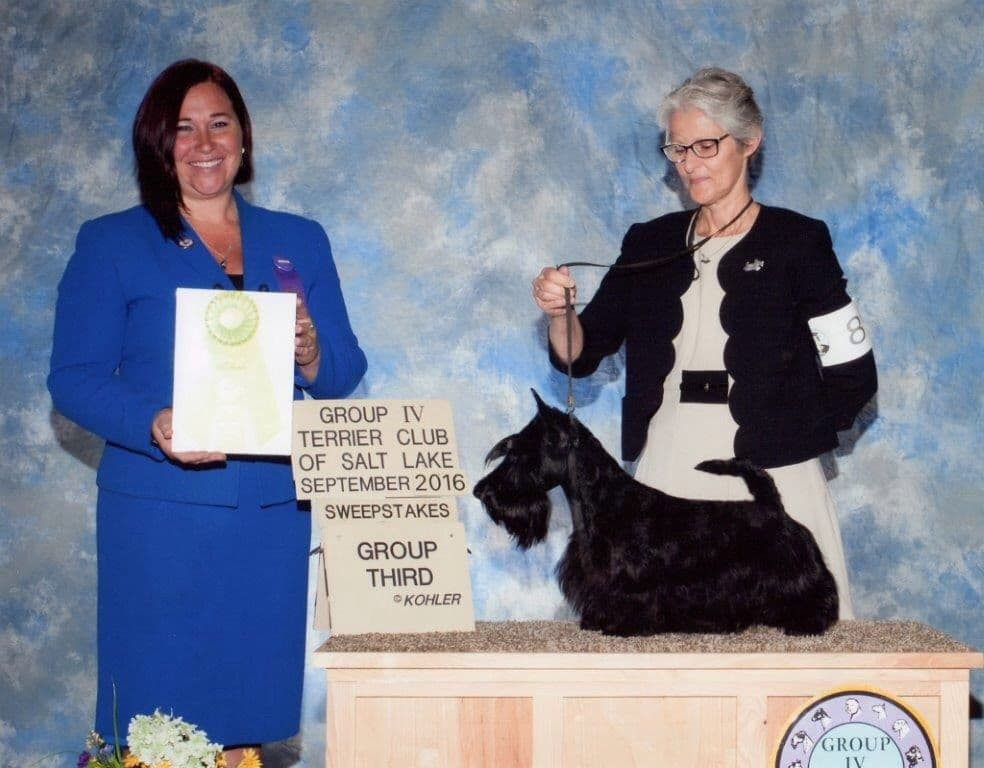 Scottish Terrier Puppies breeder image 8