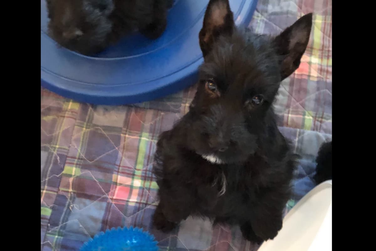Scottish Terrier Puppies breeder image 3