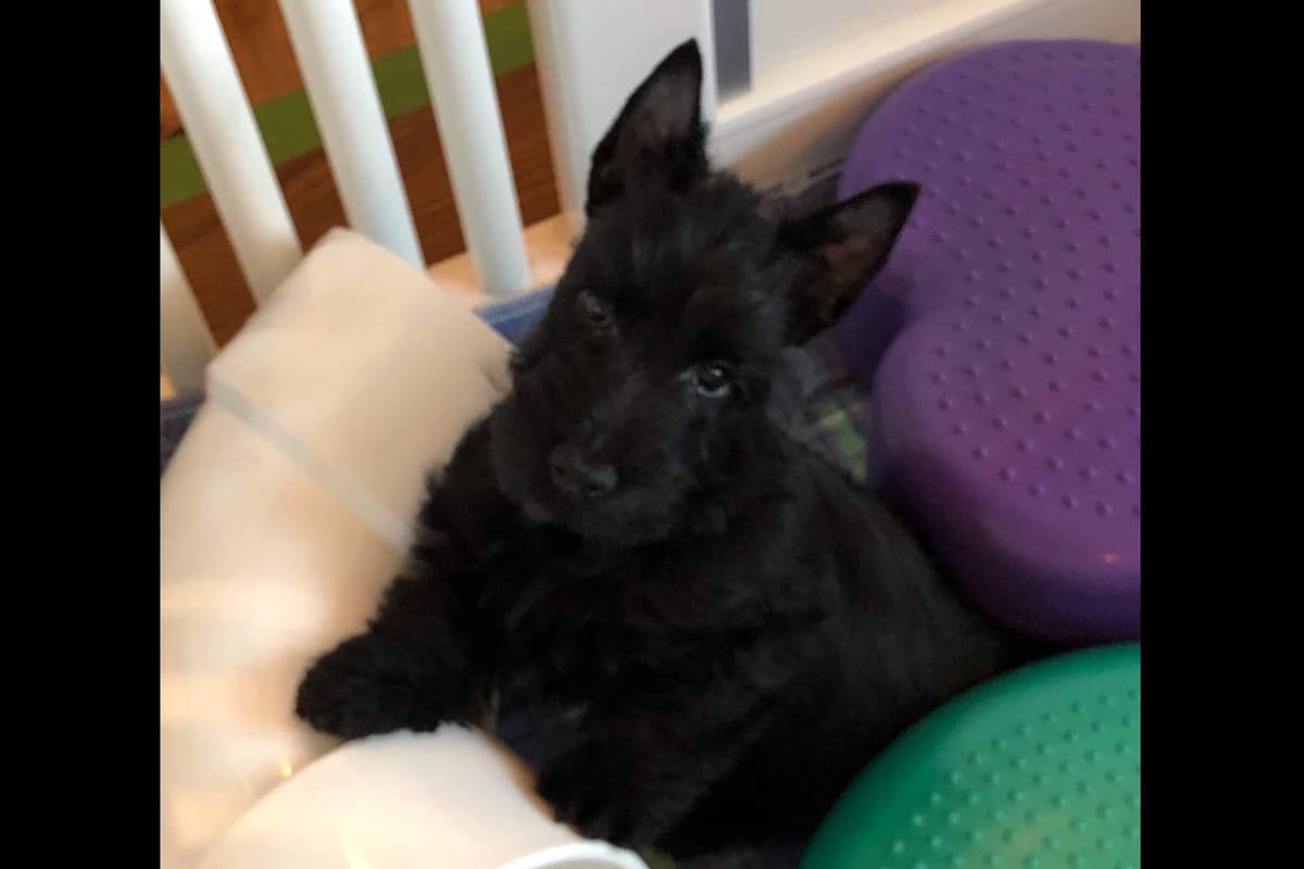Scottish Terrier Puppies breeder image 5