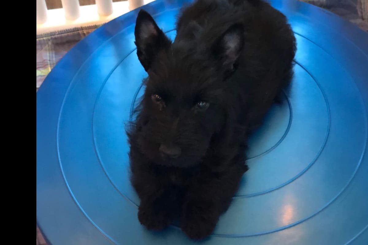 Scottish Terrier Puppies breeder image 7