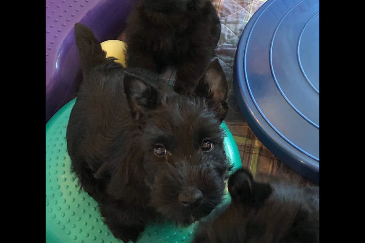 Scottish Terrier Puppies breeder image 4