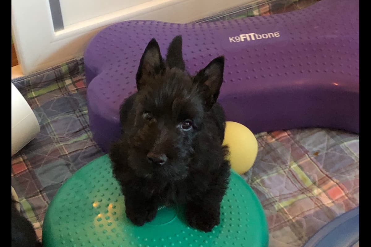 Scottish Terrier Puppies breeder image 1