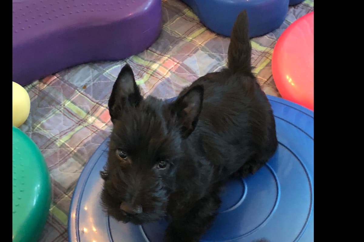 Scottish Terrier Puppies breeder image 6