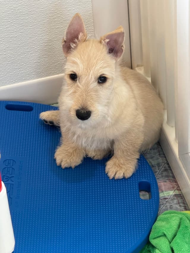 Scottish Terrier Puppies media 2