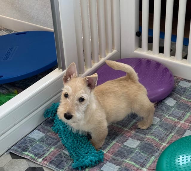 Scottish Terrier Puppies media 3