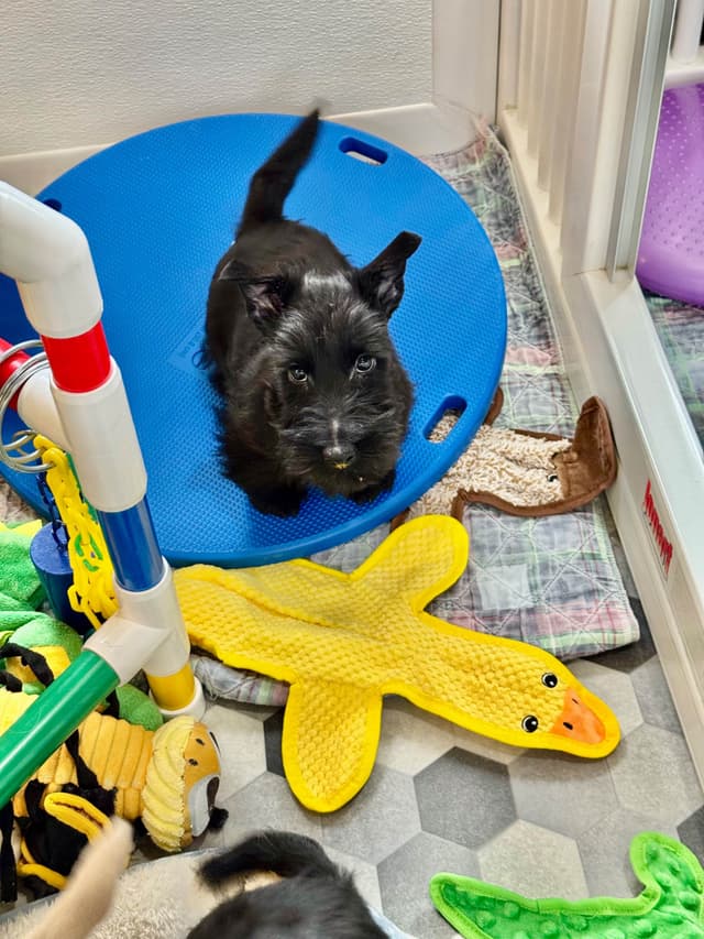 Scottish Terrier Puppies media 4