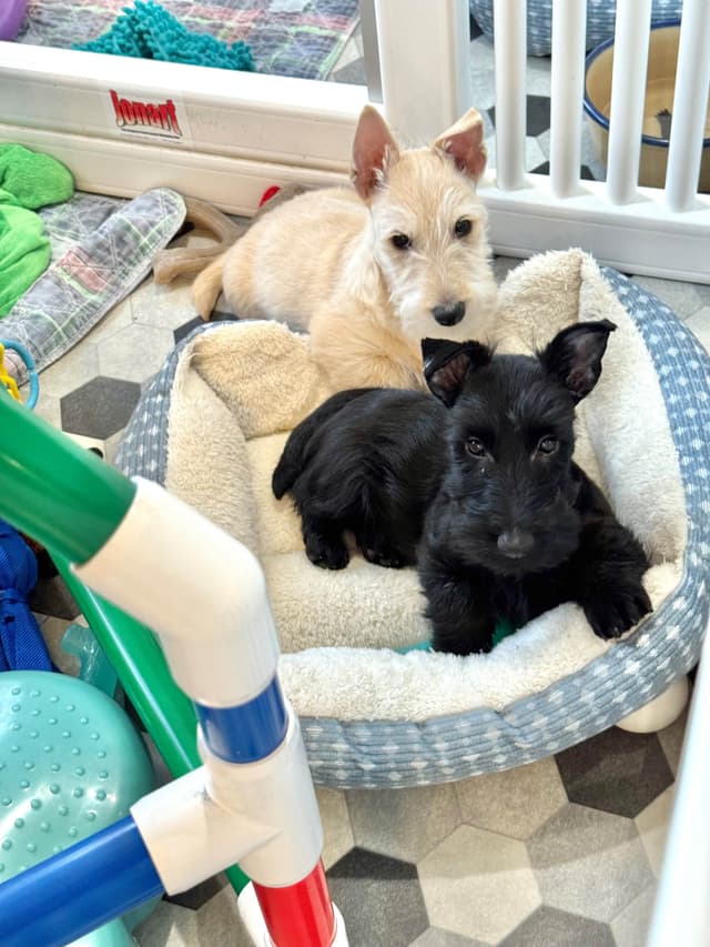 Scottish Terrier Puppies media 5