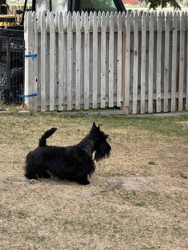 Scottish Terrier Puppies media 6
