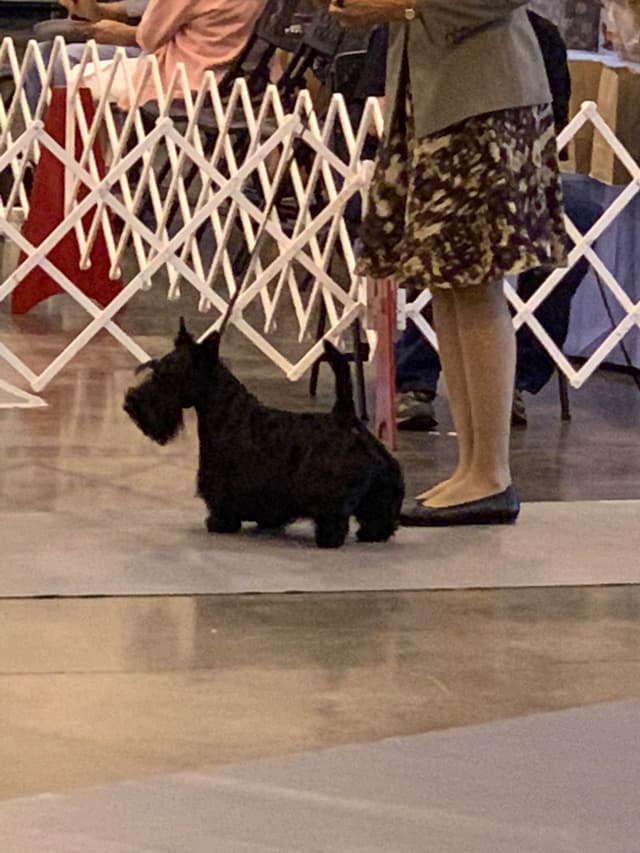 Scottish Terrier Puppies media 8