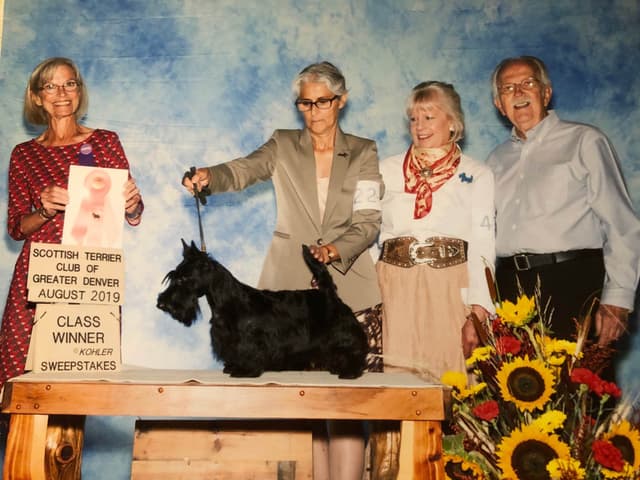 Scottish Terrier Puppies media 9