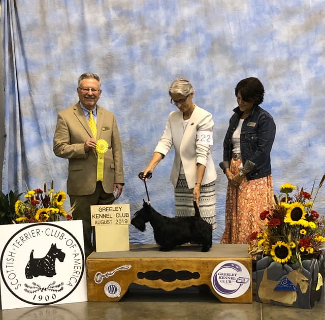 Scottish Terrier Puppies media 10