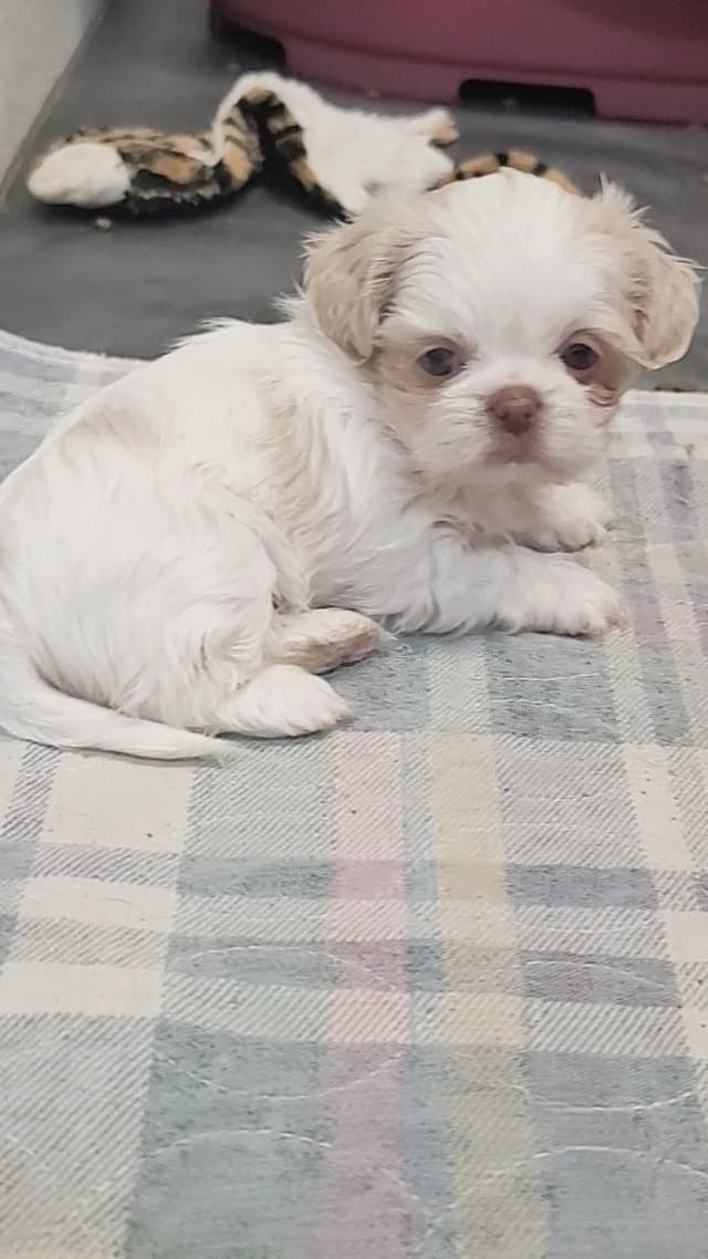 Shih Tzu Puppies media 6
