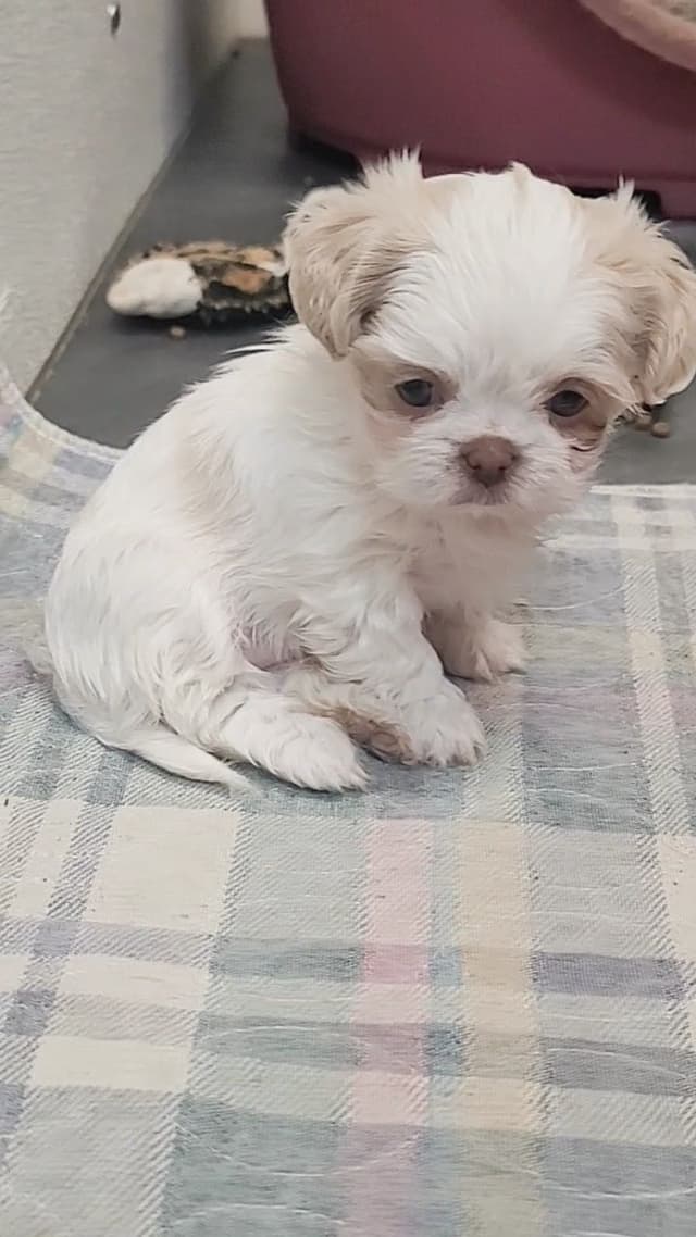Shih Tzu Puppies media 3