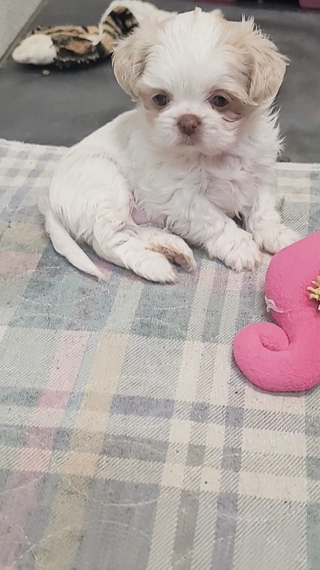 Shih Tzu Puppies media 2