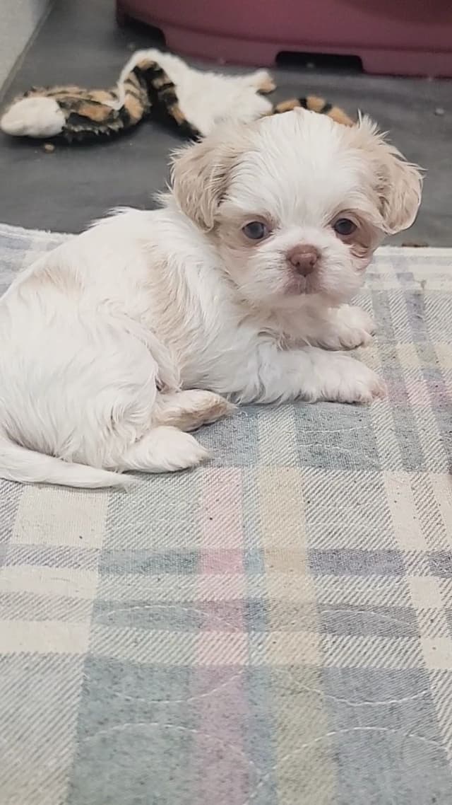Shih Tzu Puppies media 4