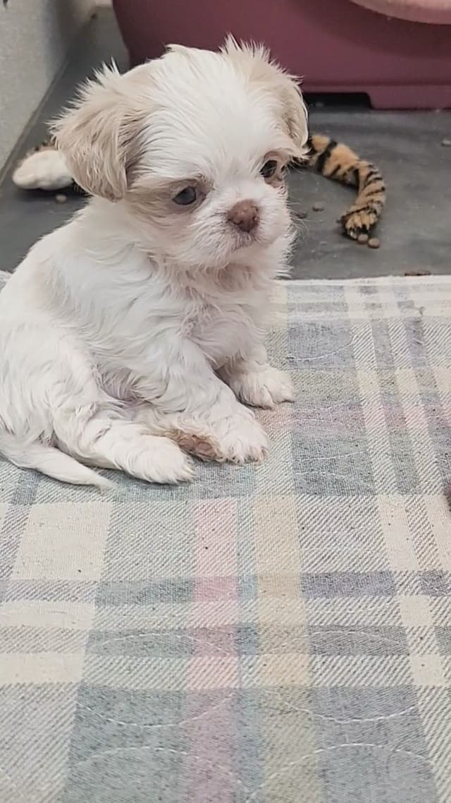 Shih Tzu Puppies media 5