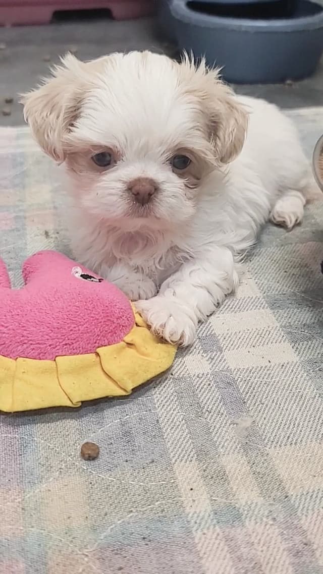 Shih Tzu Puppies media 7