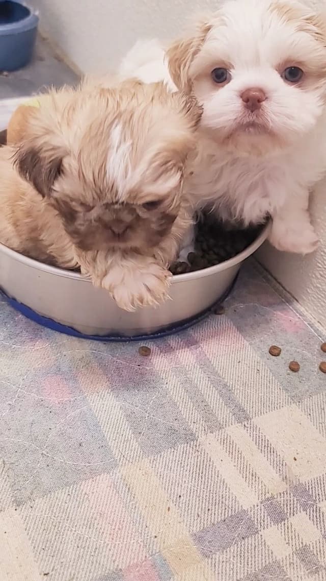 Shih Tzu Puppies media 8