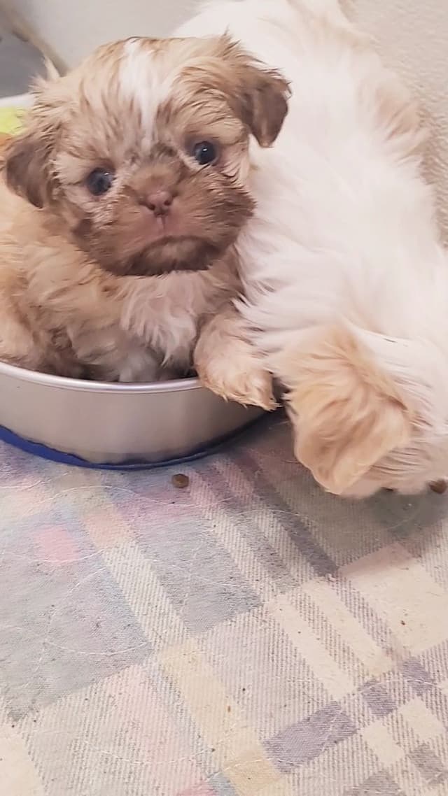 Shih Tzu Puppies media 11