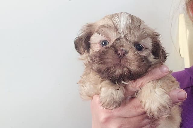 Shih Tzu Puppies media 12
