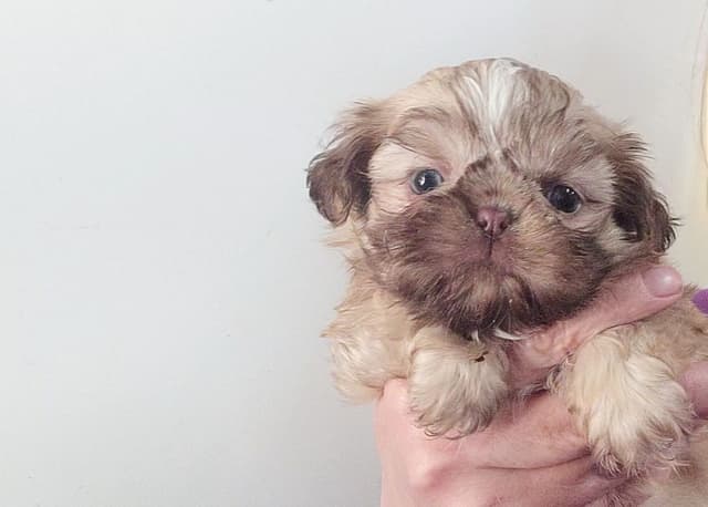 Shih Tzu Puppies media 13