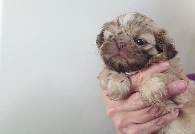 Shih Tzu Puppies media 14