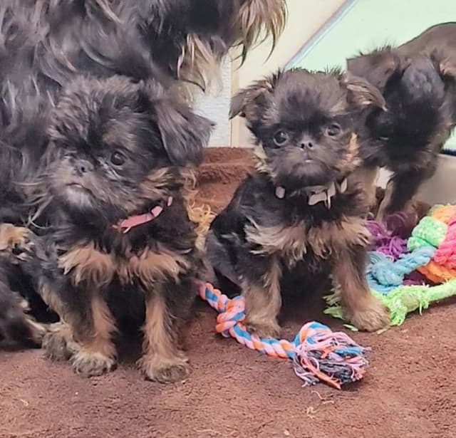 Brussels Griffon Puppies media 6