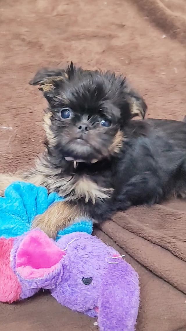Brussels Griffon Puppies media 2