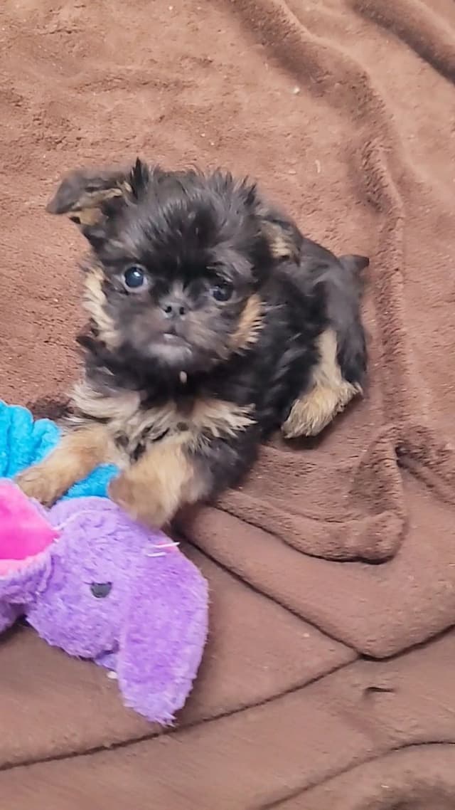 Brussels Griffon Puppies media 5