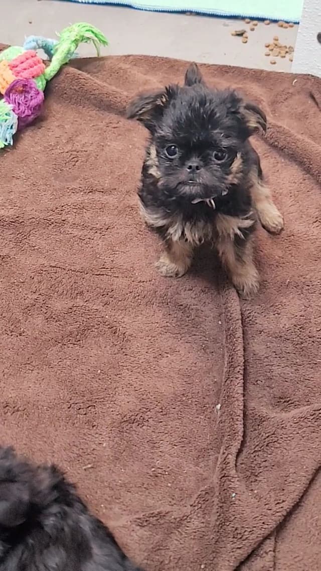 Brussels Griffon Puppies media 4