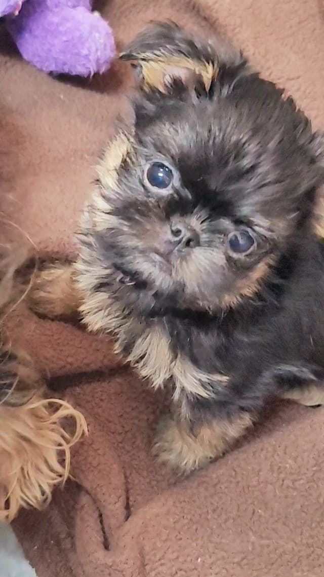 Brussels Griffon Puppies media 3
