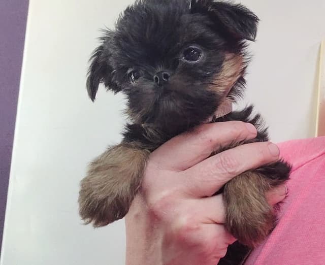Brussels Griffon Puppies media 7