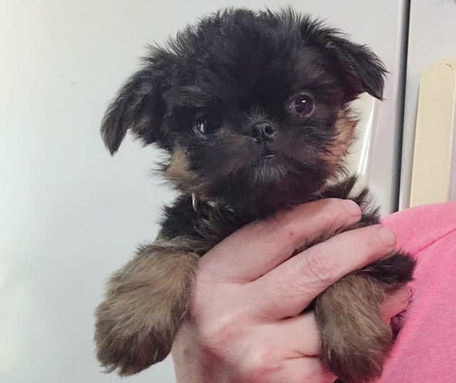 Brussels Griffon Puppies media 10