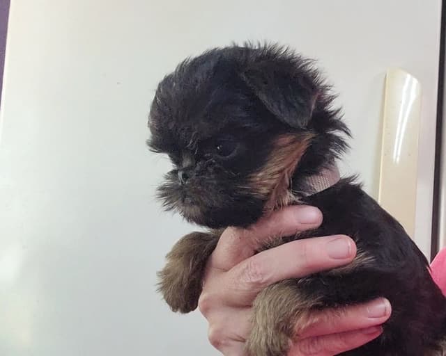 Brussels Griffon Puppies media 8