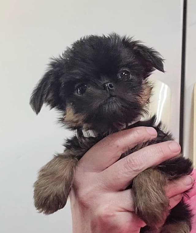 Brussels Griffon Puppies media 9