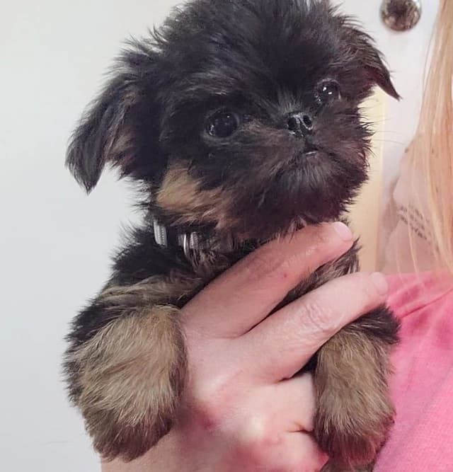 Brussels Griffon Puppies media 13