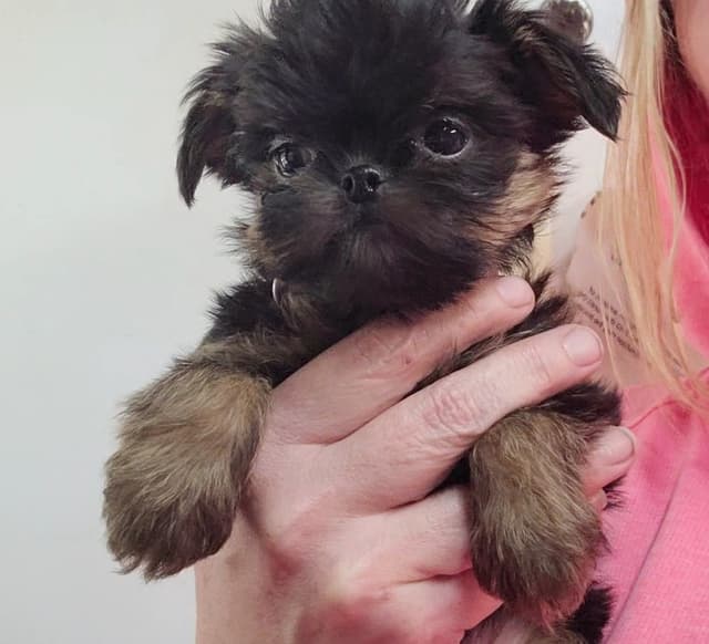 Brussels Griffon Puppies media 12