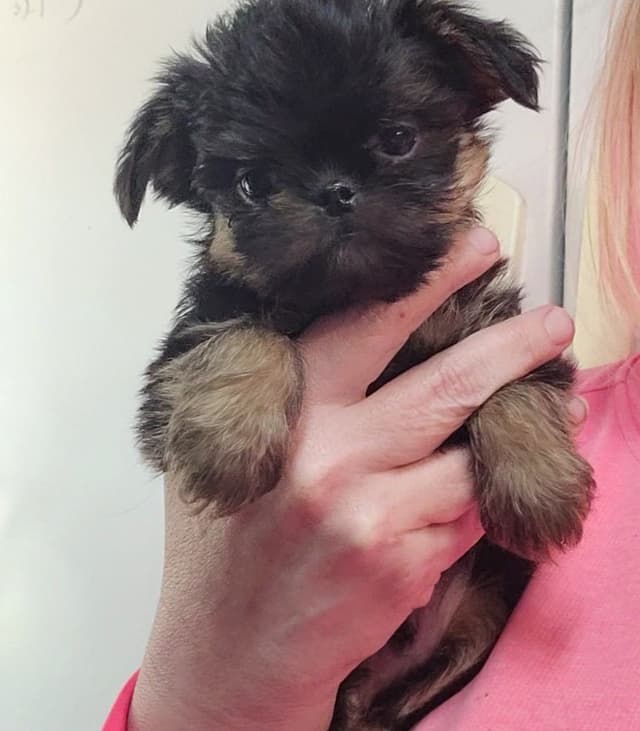 Brussels Griffon Puppies media 11
