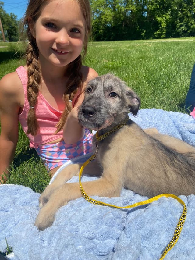 Irish Wolfhound Puppies media 3