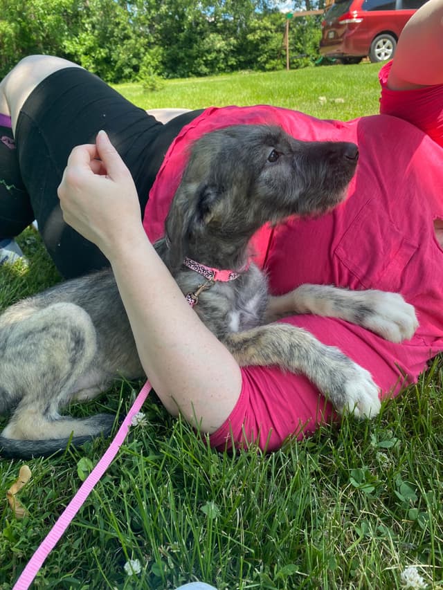 Irish Wolfhound Puppies media 2