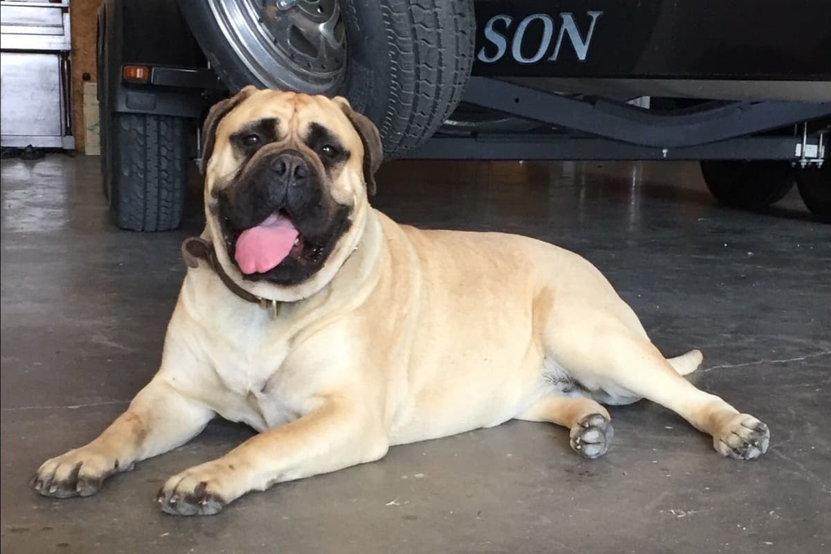 Stormy the Amazing Bullmastiff Puppy‼️🐾✨️ breeder image 3