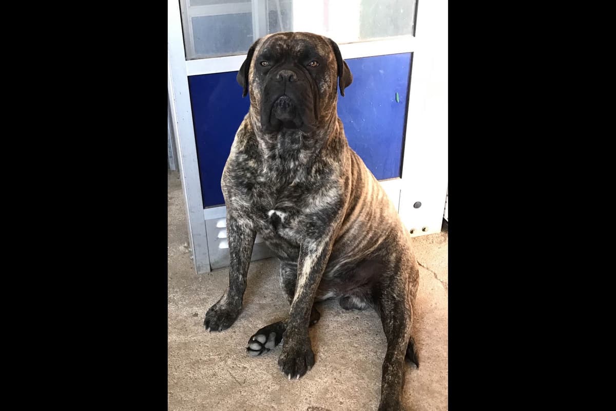 Stormy the Amazing Bullmastiff Puppy‼️🐾✨️ breeder image 2