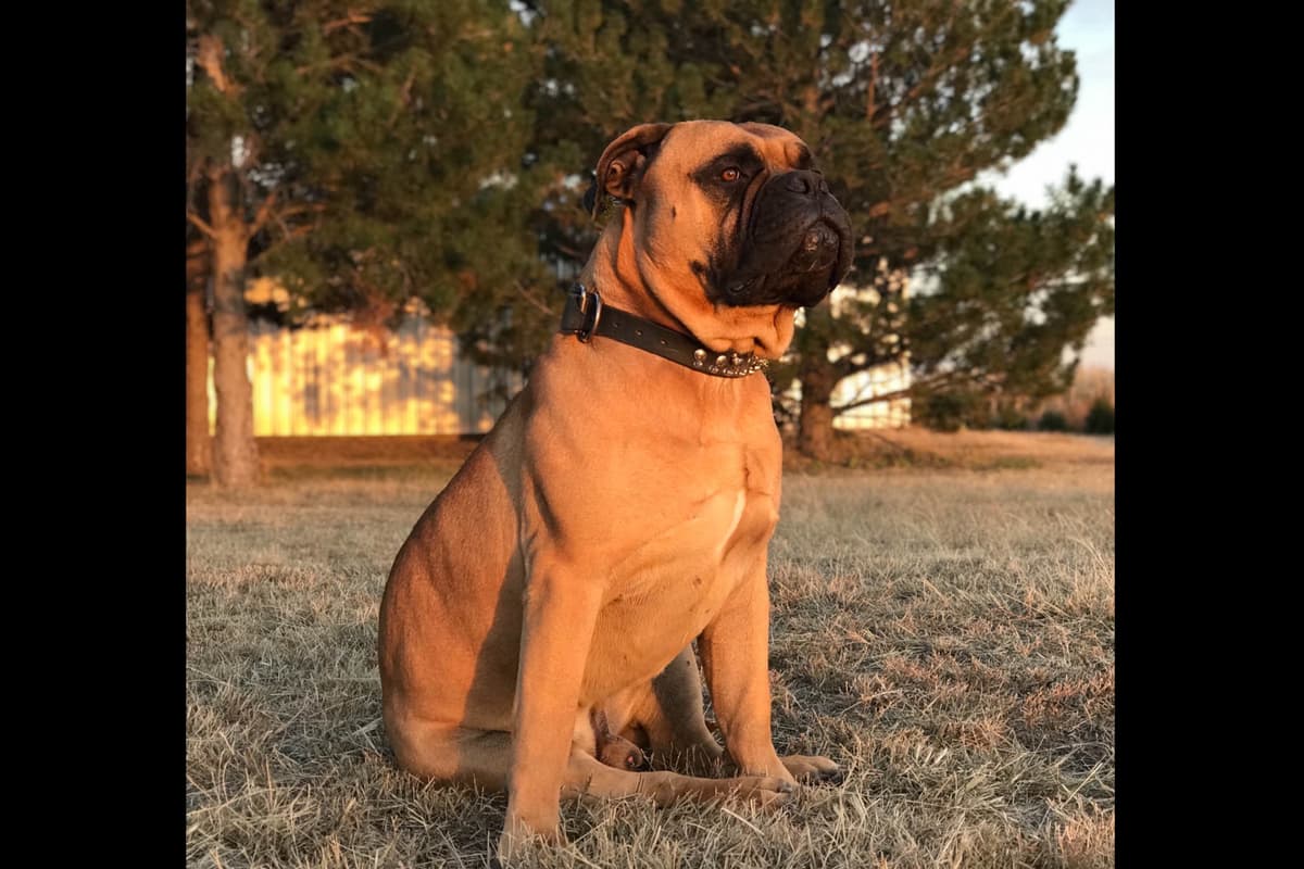 Stormy the Amazing Bullmastiff Puppy‼️🐾✨️ breeder image 5