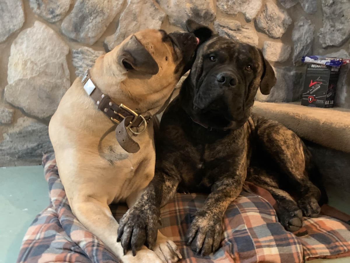 Stormy the Amazing Bullmastiff Puppy‼️🐾✨️ breeder image 7