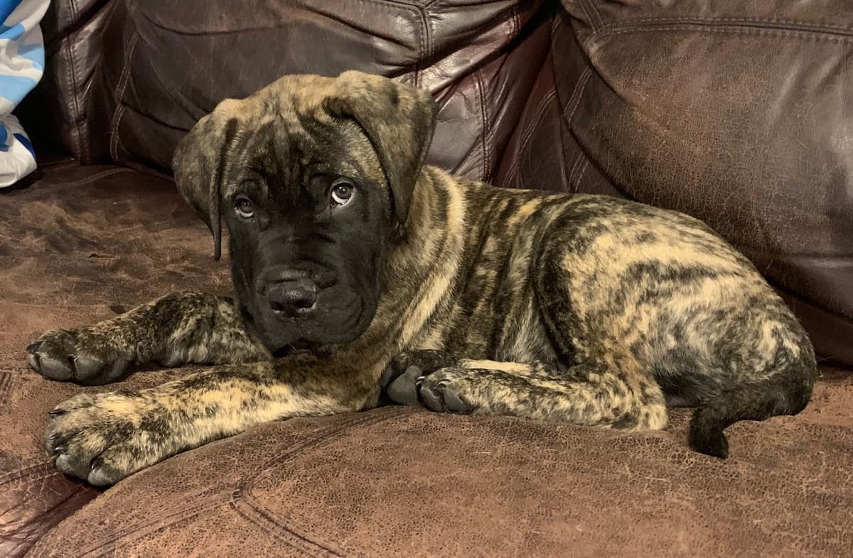 Stormy the Amazing Bullmastiff Puppy‼️🐾✨️ breeder image 8